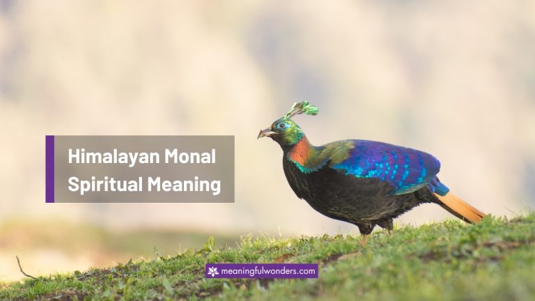 Himalayan Monal Spiritual Meaning: Cultivate Inner Beauty
