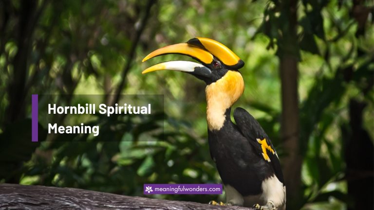 Hornbill Spiritual Meaning: Sign of Good Fortune & Blessings