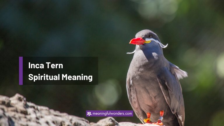 Inca Tern Spiritual Meaning: Symbol of Beauty and Elegance