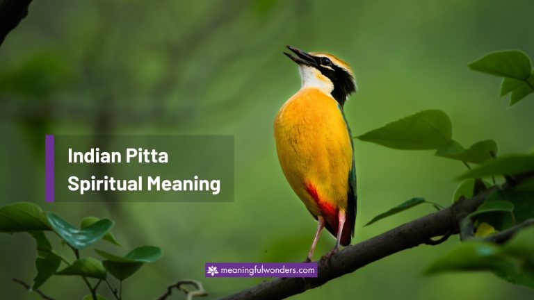 Indian Pitta Spiritual Meaning: Sign of Balance & Protection