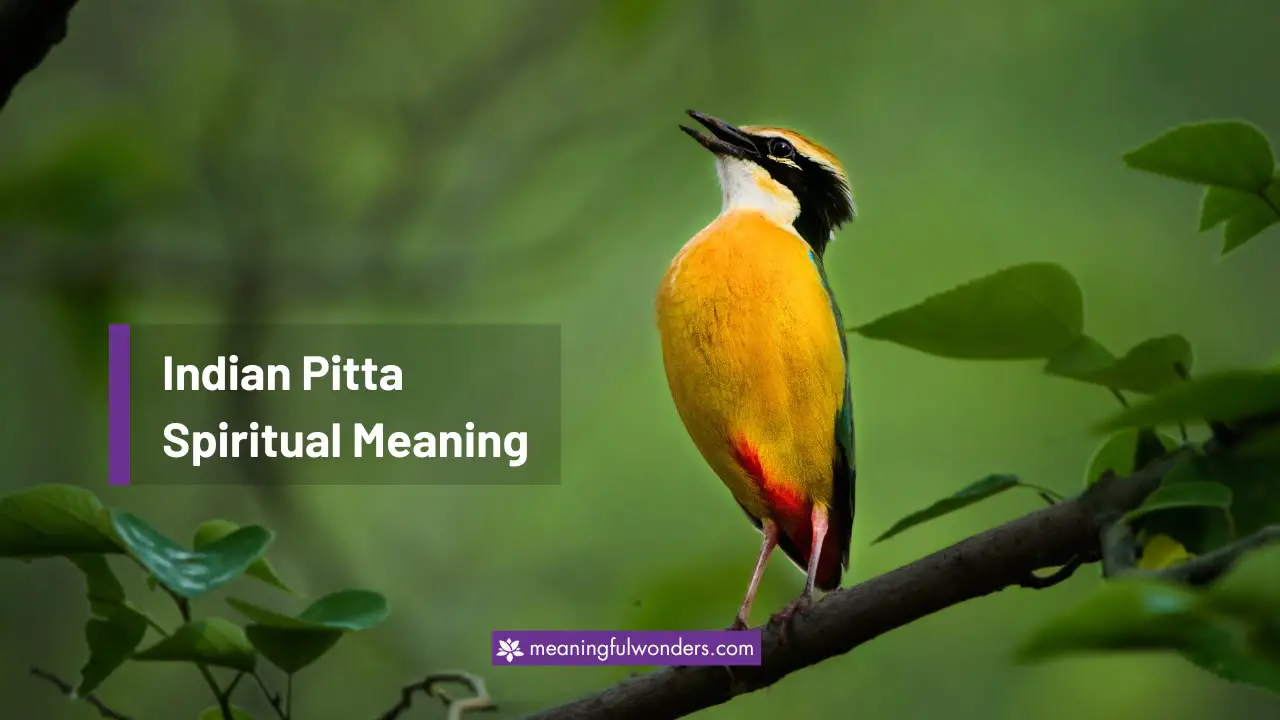 Indian Pitta Spiritual Meaning