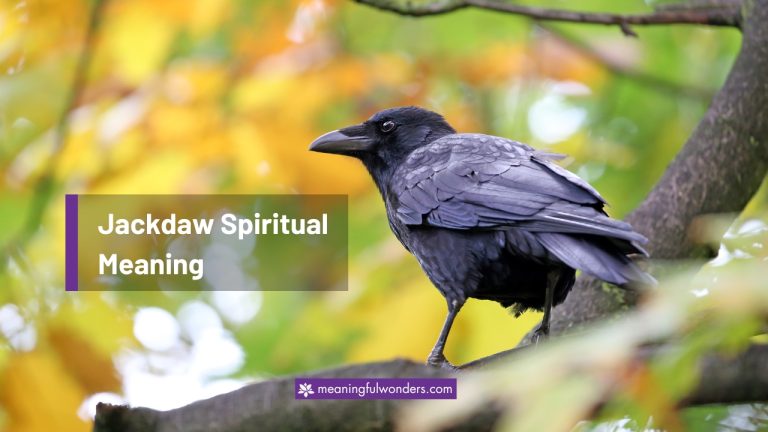 Jackdaw Spiritual Meaning: Symbol of Hope and Protection