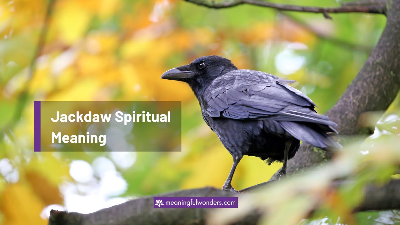 Jackdaw Spiritual Meaning