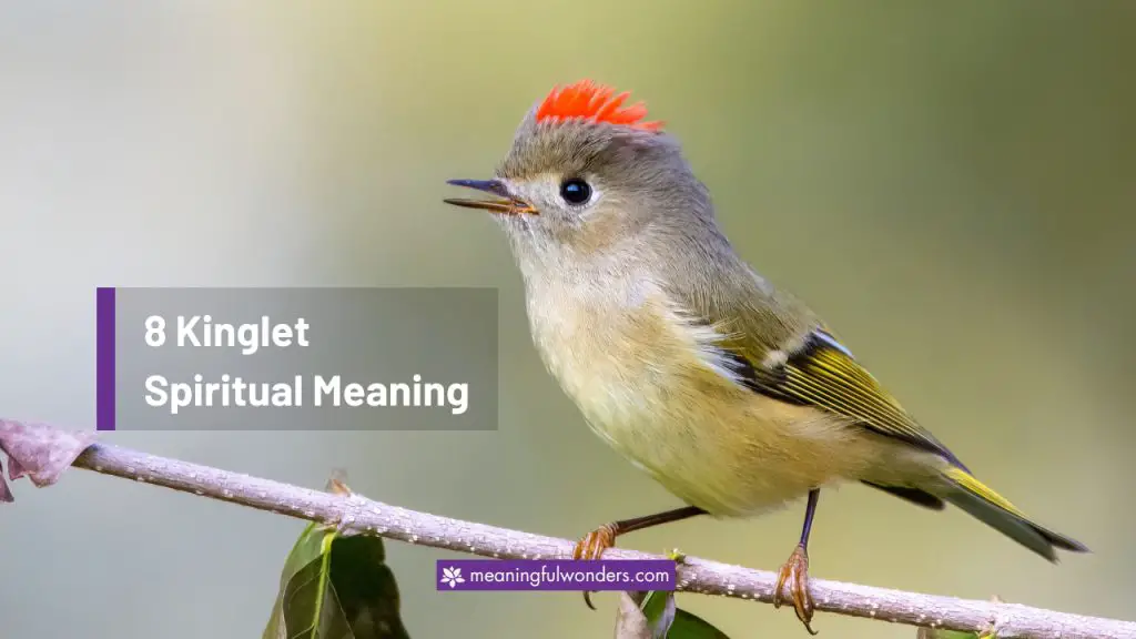 Kinglet Spiritual Meaning: Messenger of Hope and Renewal