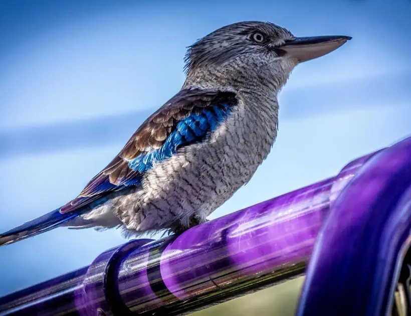 Kookaburra As a Spirit Animal