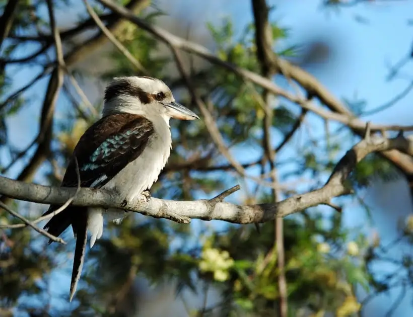 Kookaburra Power Animal