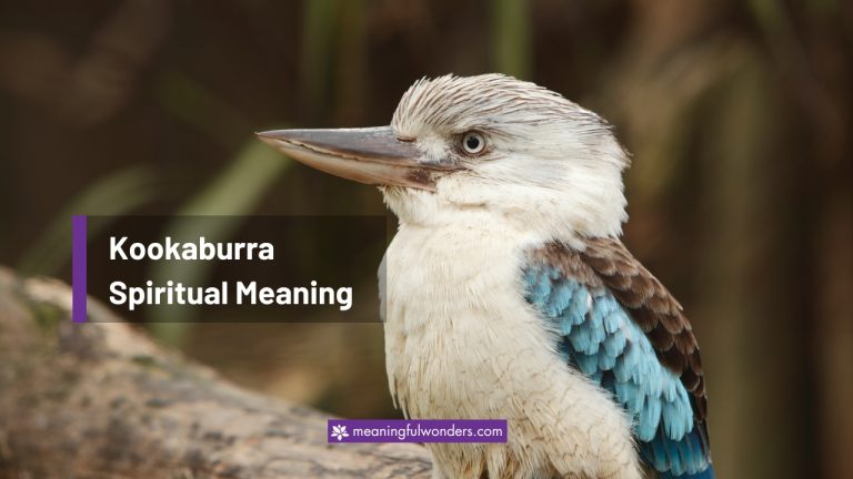 Kookaburra Spiritual Meaning: Symbol of Peace and Comfort
