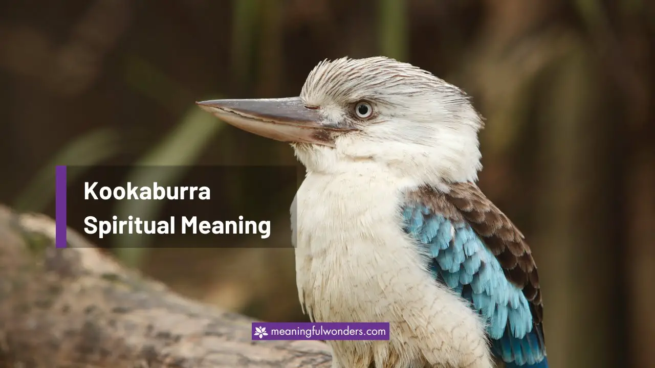 Kookaburra Spiritual Meaning