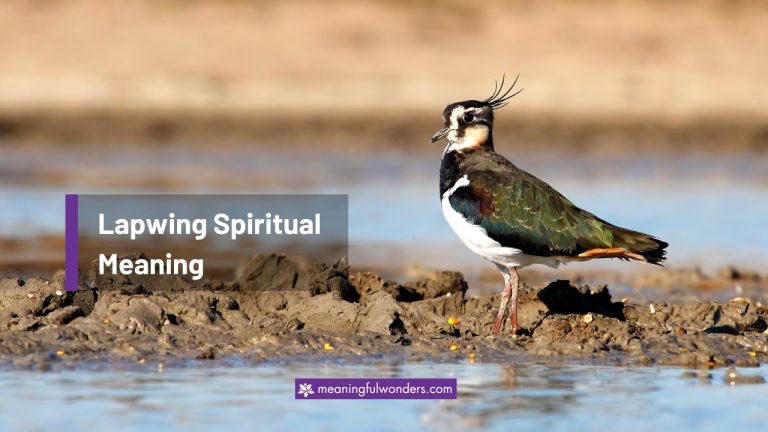 Lapwing Spiritual Meaning: Live Life Fully and Embrace Change