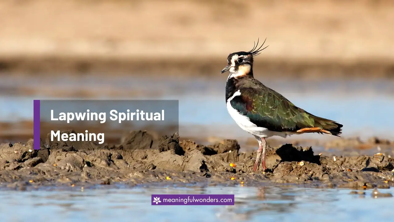Lapwing Spiritual Meaning