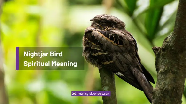 Nightjar Bird Spiritual Meaning: 5 Hidden Symbolism