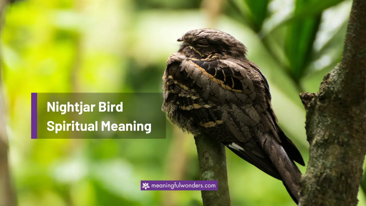 Nightjar Bird Spiritual Meaning