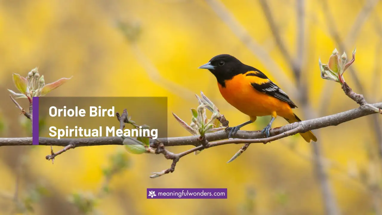 Oriole Bird Spiritual Meaning: Always Strive for Growth