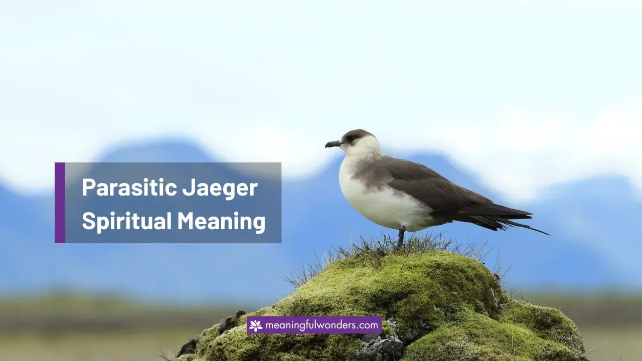 Parasitic Jaeger Spiritual Meaning