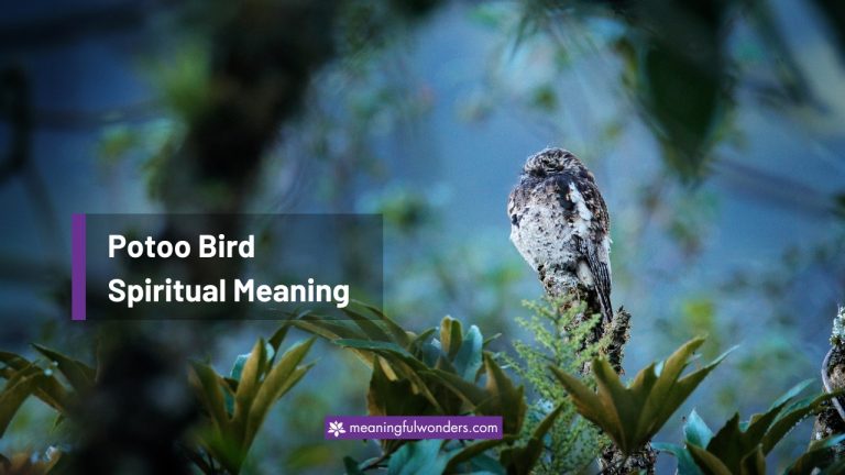 Potoo Bird Spiritual Meaning: Symbol of Protection & Healing