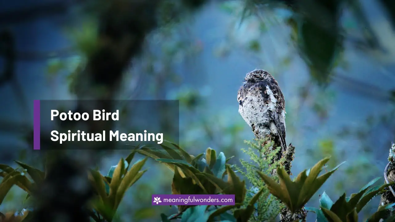 Potoo Bird Spiritual Meaning