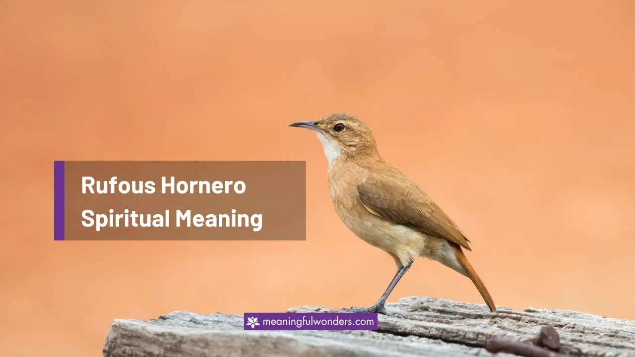 Rufous Hornero Spiritual Meaning