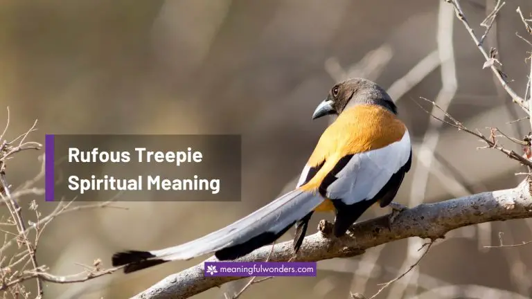 Rufous Treepie Spiritual Meaning: Never Stop Learning