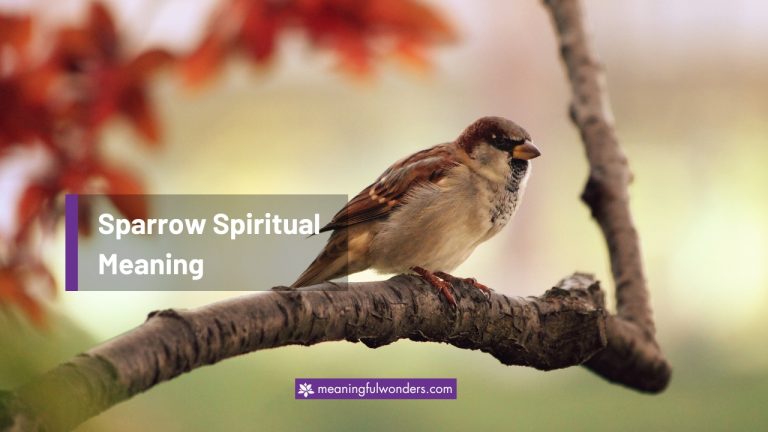 Sparrow Spiritual Meaning: Symbol of Simplicity and Humility