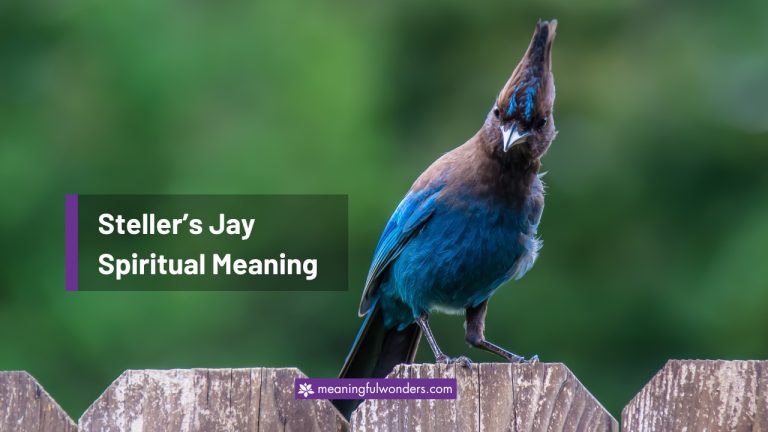 Steller’s Jay Spiritual Meaning: Symbol of Wisdom & Truth