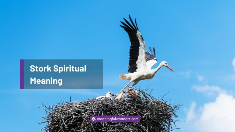 Stork Spiritual Meaning: Start a New Chapter in Your Life