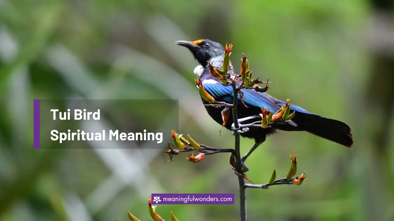 Tui Bird Spiritual Meaning