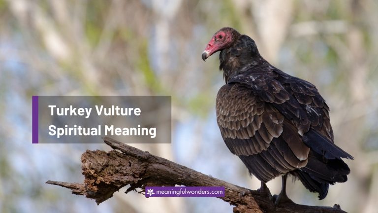 Turkey Vulture Spiritual Meaning: Be Resourceful & Resilient