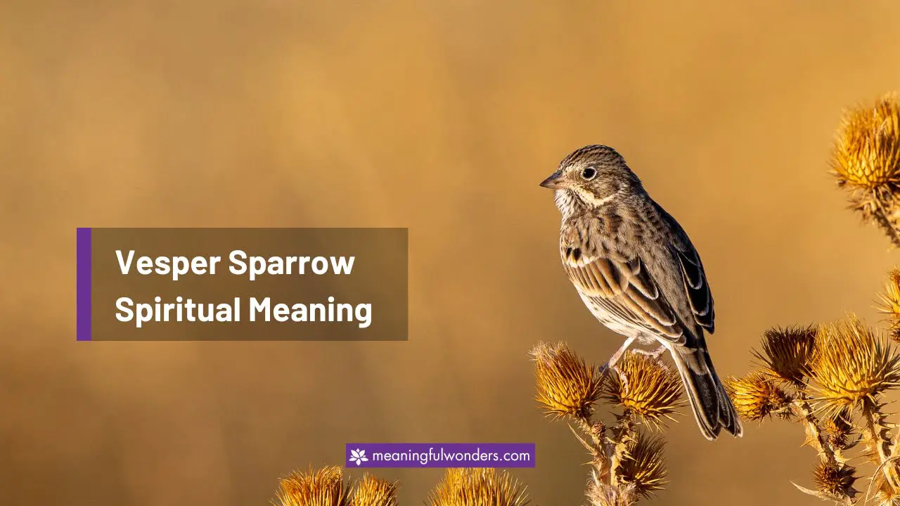 Vesper Sparrow Spiritual Meaning