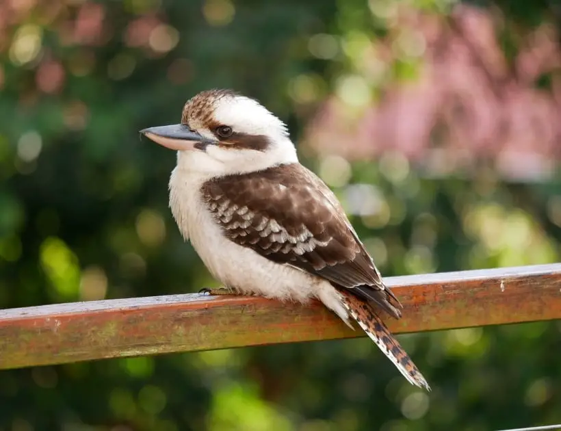 White Kookaburra Meaning