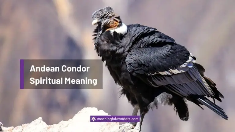 Andean Condor Spiritual Meaning: Overcome Challenges in Life