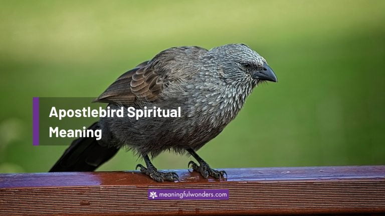 Apostlebird Spiritual Meaning: The Bird That Never Sleeps