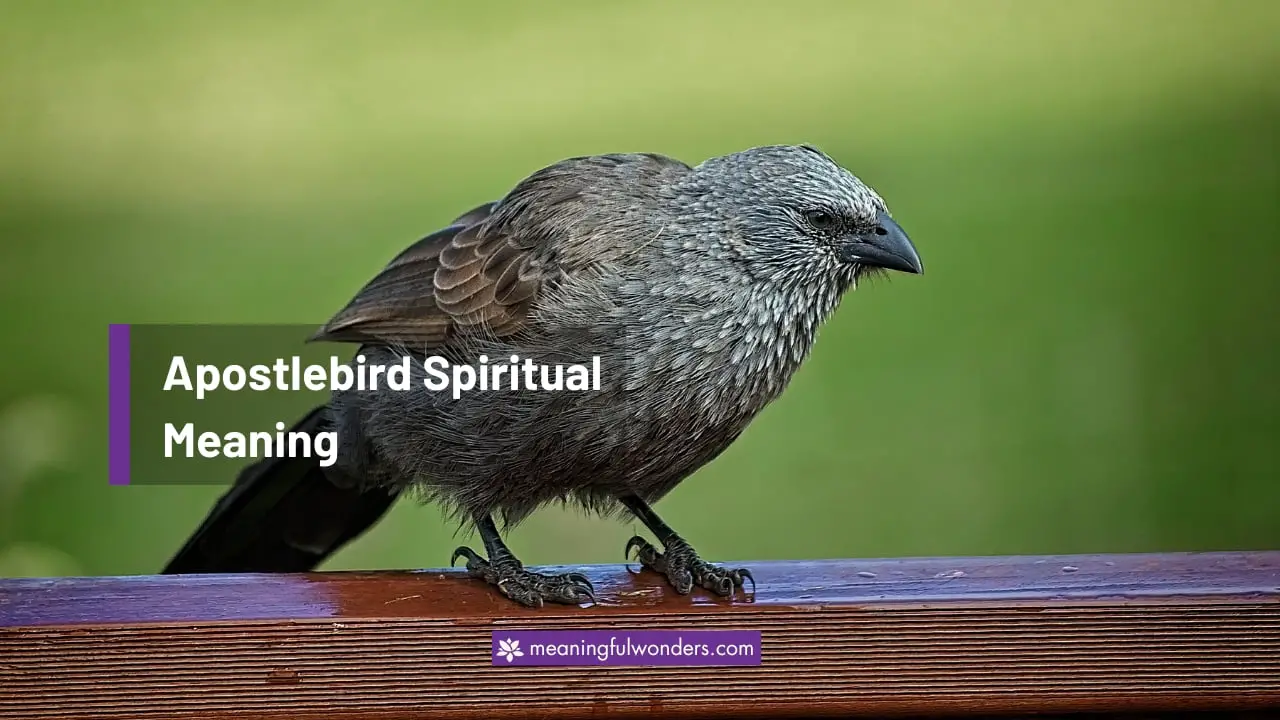 Apostlebird Spiritual Meaning
