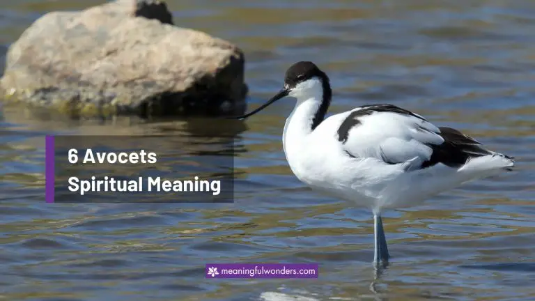 Avocets Spiritual Meaning: Represent Resilience and Grace
