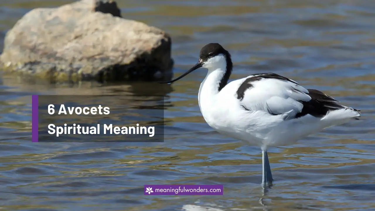 Avocets Spiritual Meaning