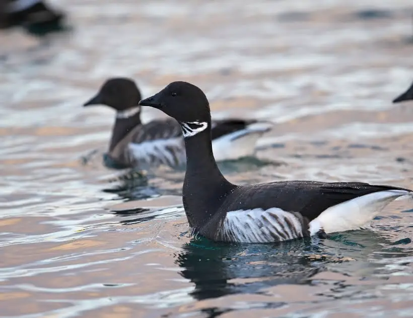 Brant Goose Encounters and Omens