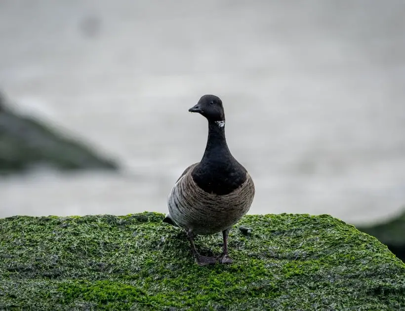 Brant Goose Spirit Animal