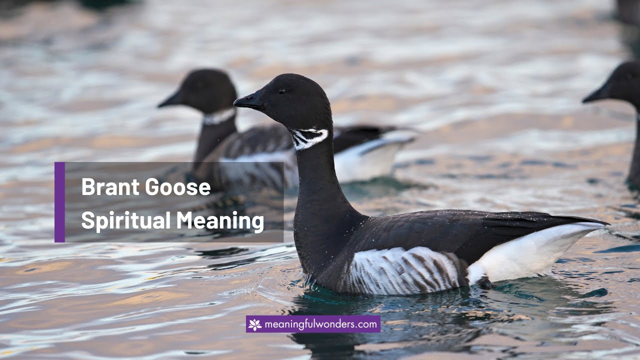 Brant Goose Spiritual Meaning