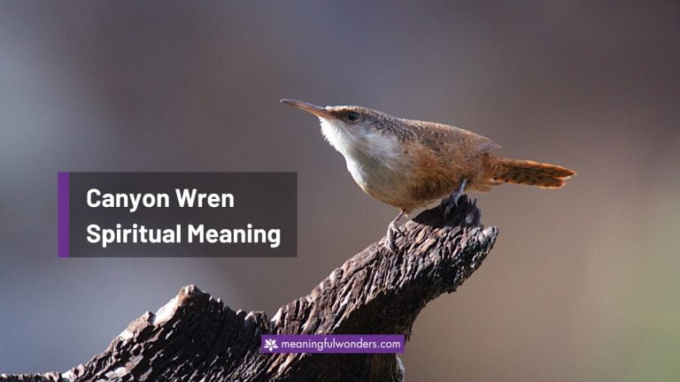 Canyon Wren Spiritual Meaning: Find Peace and Balance