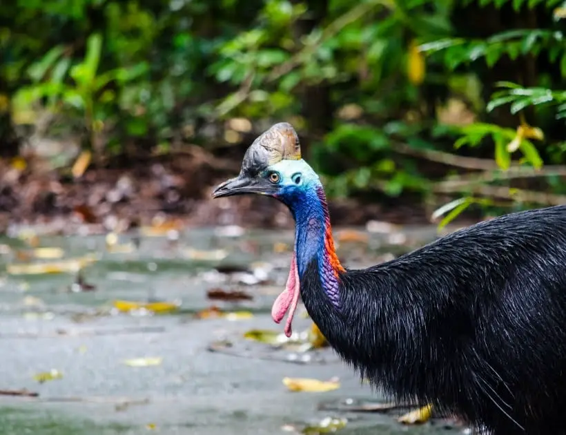 Cassowary Encounters and Omens