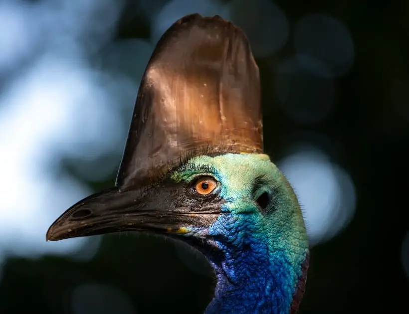 Cassowary Power Animal