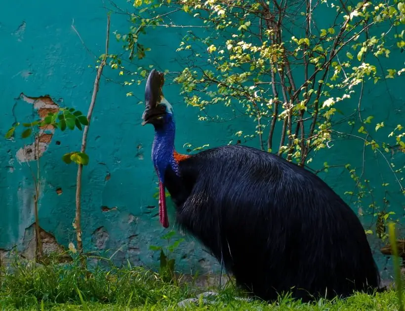 Cassowary Totem Animal