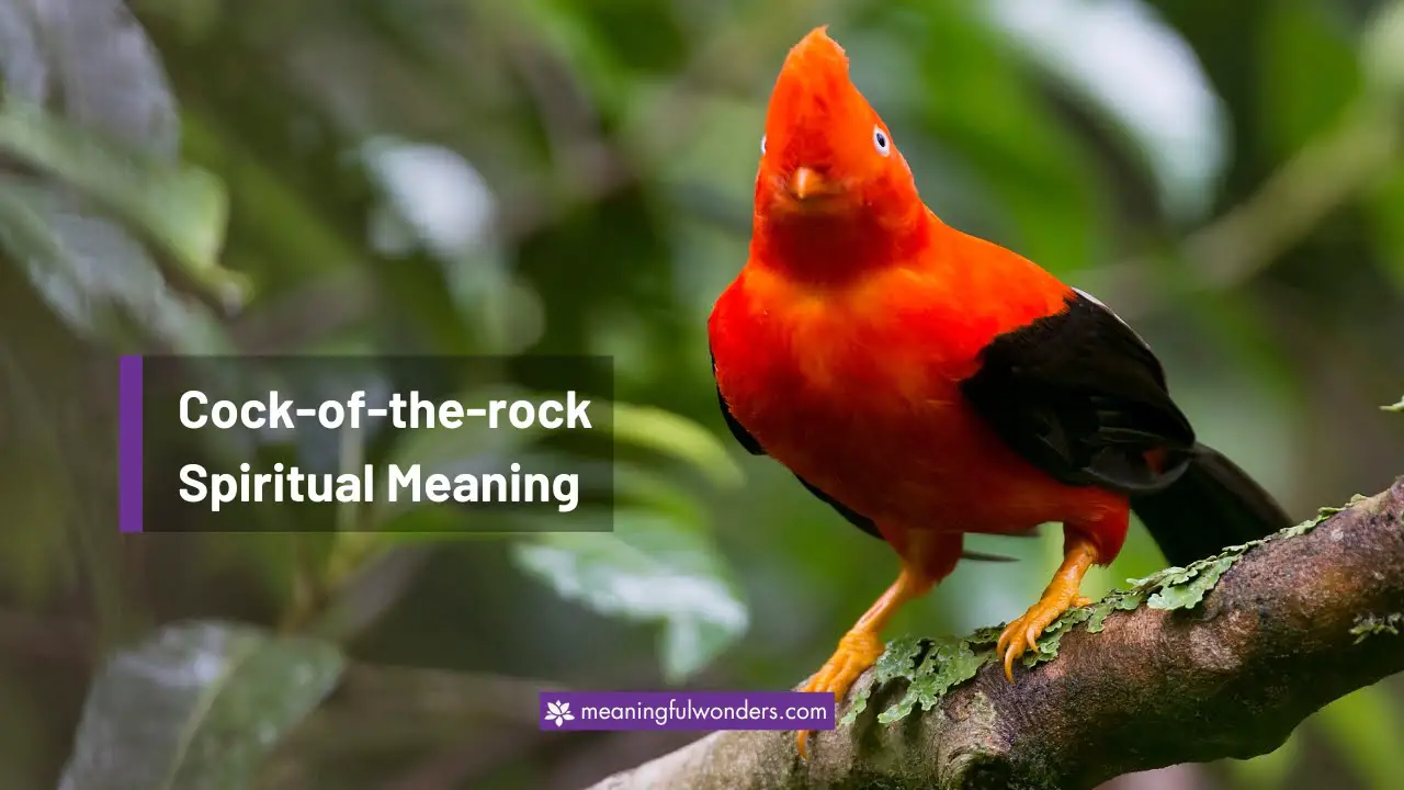 Cock-of-the-rock Spiritual Meaning