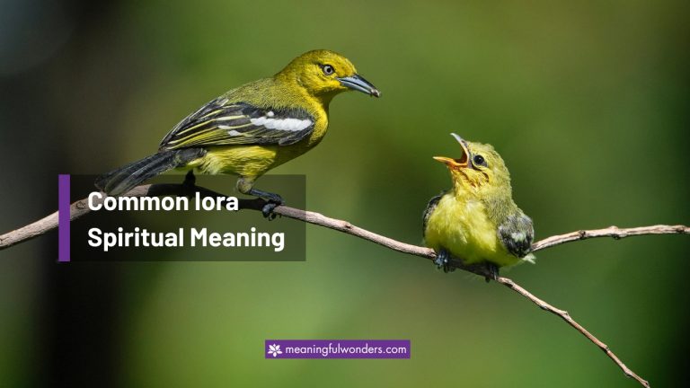 Common Iora Spiritual Meaning: Sign of Love and Affection