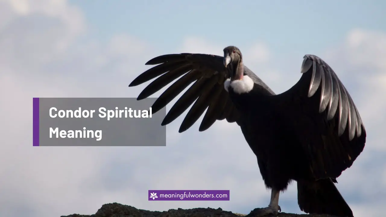 Condor Spiritual Meaning