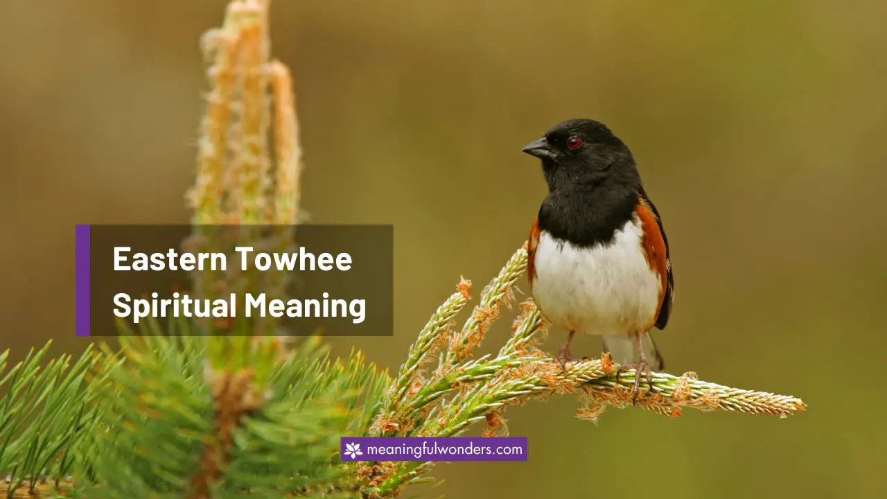 Eastern Towhee Spiritual Meaning