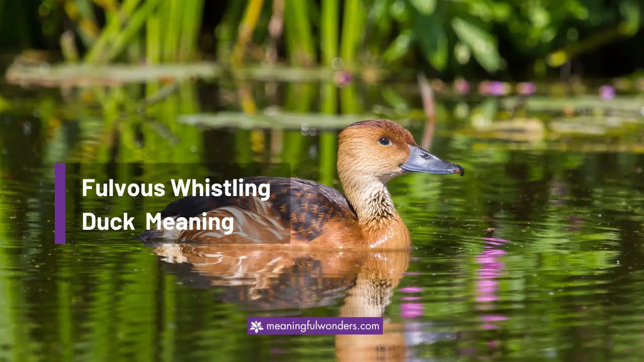 Fulvous Whistling Duck Spiritual Meaning
