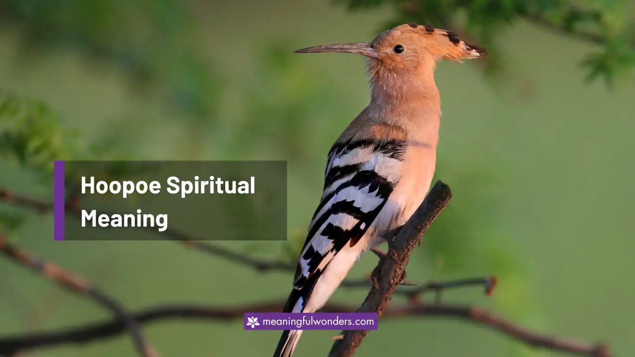 Hoopoe Spiritual Meaning