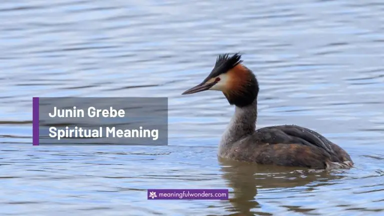 Junin Grebe Spiritual Meaning: Let Go of Negative Thoughts