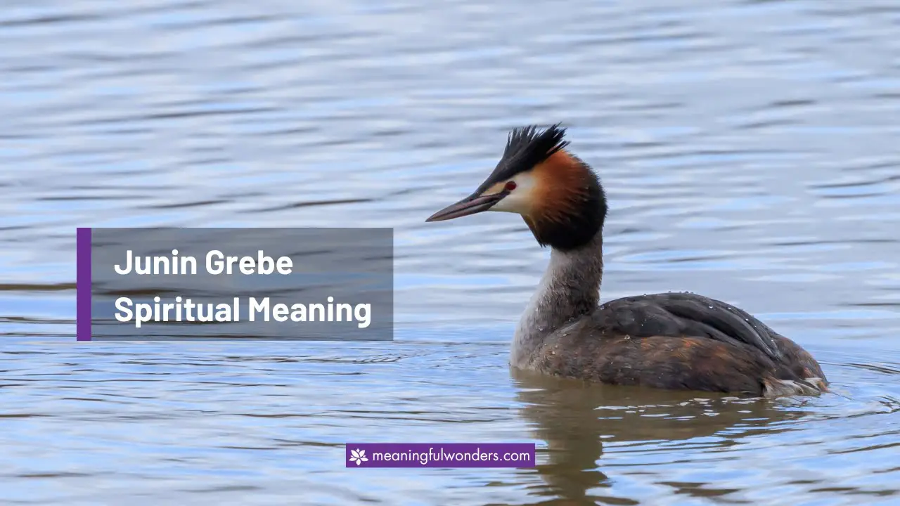 Junin Grebe Spiritual Meaning