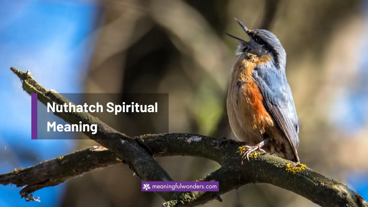 Nuthatch Spiritual Meaning